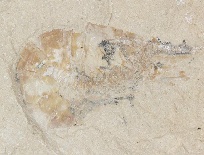 Cretaceous Fossil Shrimp - Lebanon #48562